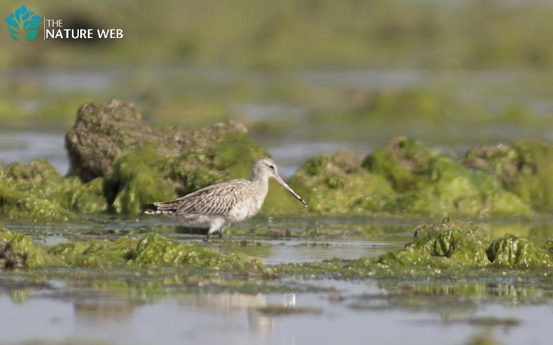 Bar-tailed Godwit